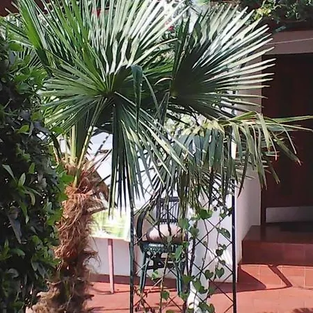 Nena Apartamento